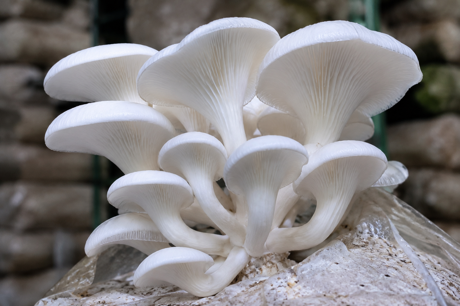 Milky Mushroom